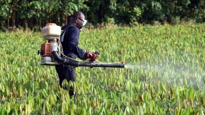 Sant&eacute; : Certains pesticides causent un r&eacute;tr&eacute;cissement du p&eacute;nis et une baisse de la fertilit&eacute; chez l'Homme (sp&eacute;cialiste)