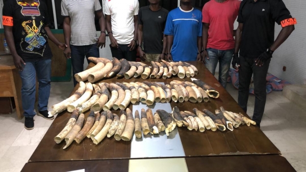 C&ocirc;te d&rsquo;Ivoire-Trafic d&rsquo;esp&egrave;ces prot&eacute;g&eacute;es : dix personnes interpell&eacute;es avec sept peaux de panth&egrave;re, 6 cr&acirc;nes de panth&egrave;res et 40 kg d&rsquo;ivoire