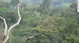 REDD + : près de 112 milliards de FCFA à mobiliser pour refaire le couvert forestier ivoirien