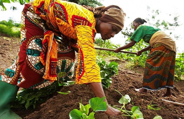 Agriculture : la Côte d’Ivoire reçoit 18,6 millions de dollars pour booster sa filière rizicole