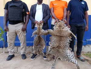 Côte d&#039;Ivoire : deux individus interpellés pour trafic de peaux de panthères et de vautours à Bouaké
