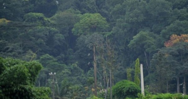 C&ocirc;te d&rsquo;Ivoire : Tortiya va b&eacute;n&eacute;ficier d&rsquo;un appui de l&rsquo;USAID pour le reboisement d&rsquo;une vingtaine d&rsquo;hectares