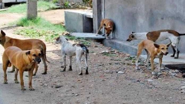 Zoonoses: des chiens tuent chaque année 500 personnes en Côte d’Ivoire